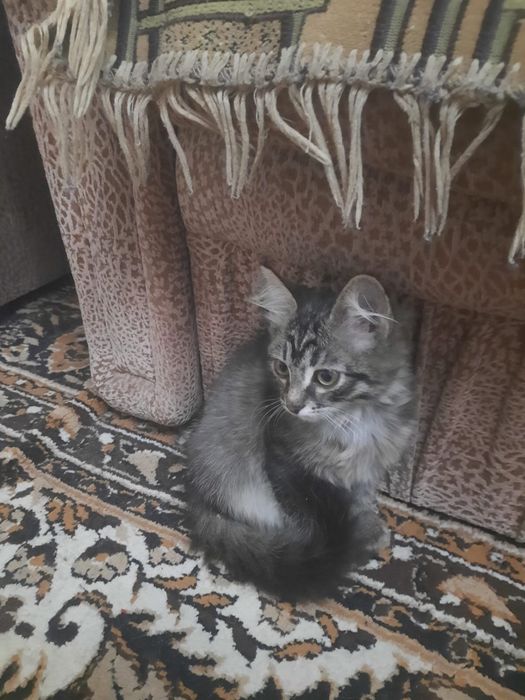 Котенок девочка ищет дом!