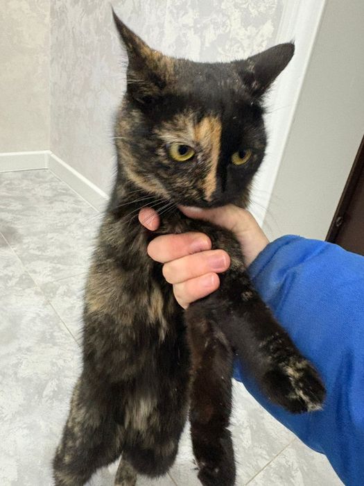 Кошка Domestic Shorthair