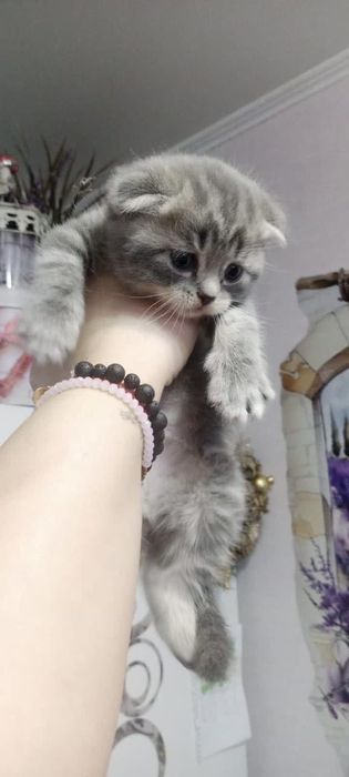 Шотландские котята продам