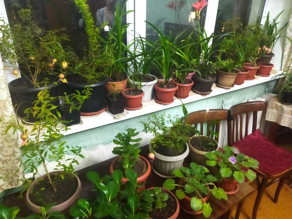 Цветы разные Гранаты