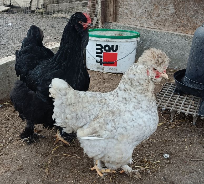 Gaini motate de vanzare