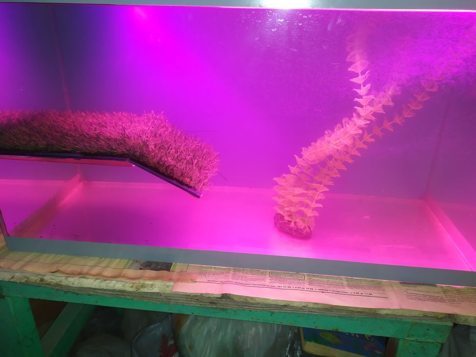 Аквариум с сушей для черепах.