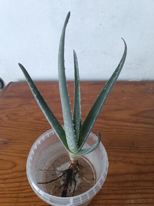 Продам ростки алоэ Вера
