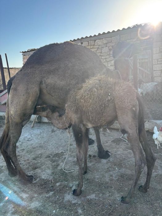 Түйе ботасы мен сатылады