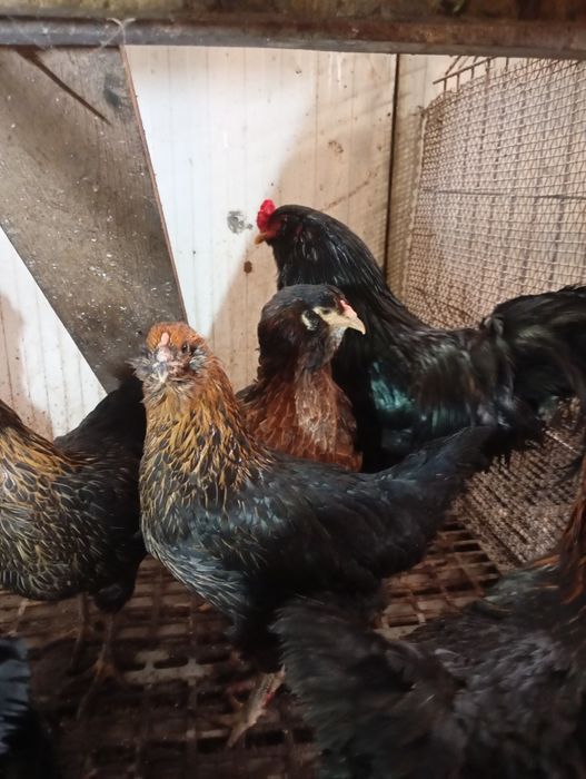 Pui Ameraucana ouă verzi