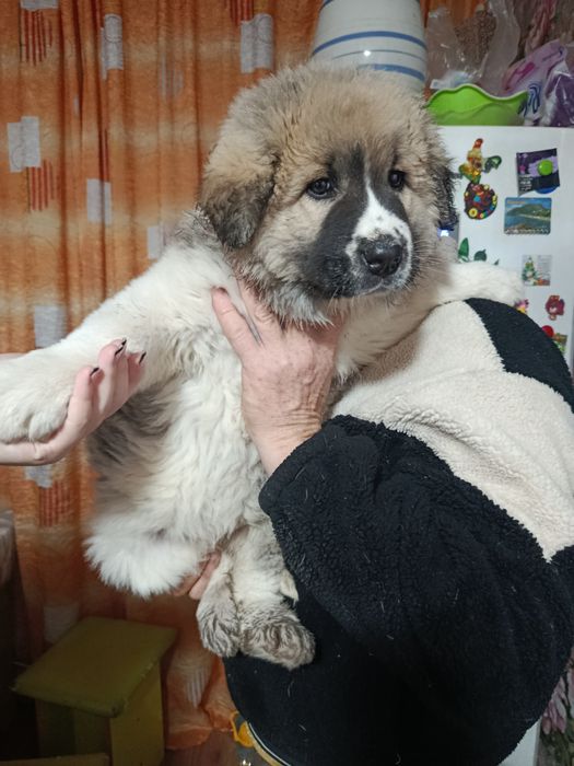 Продам щенка кавказской овчарки!