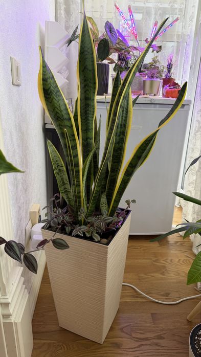 Продам домашние растения