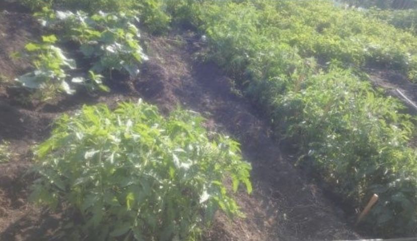 Дача текстильщиков 2