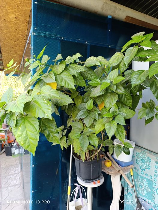 Продам комнатные цветы