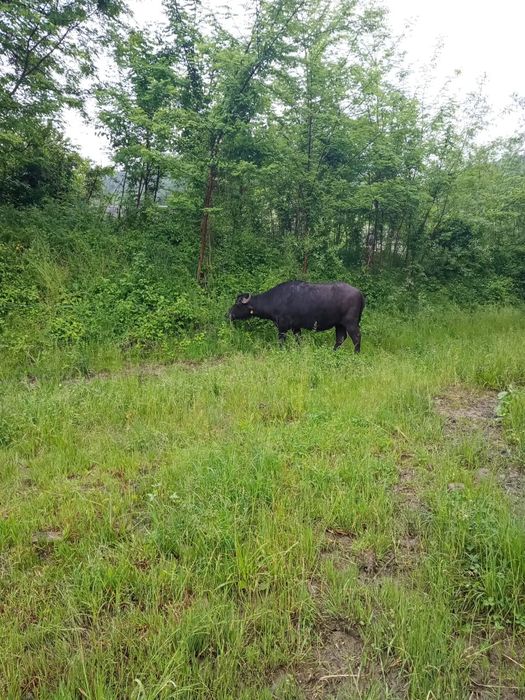 Junincă de bivol gestantă