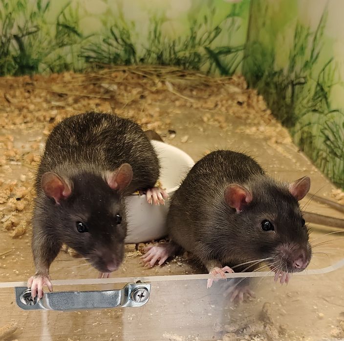 Декоративные крысы,крыса
