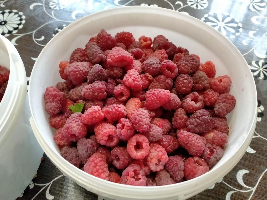 Продам малину домашнюю