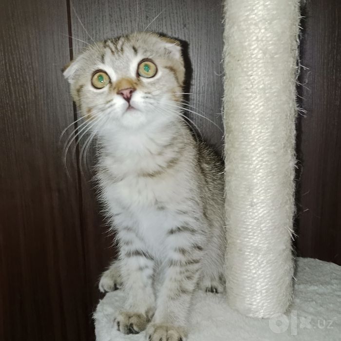 Девочка табби тигрёнок