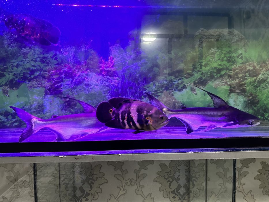 Baliq Akula 4 dona akvarumi bilan