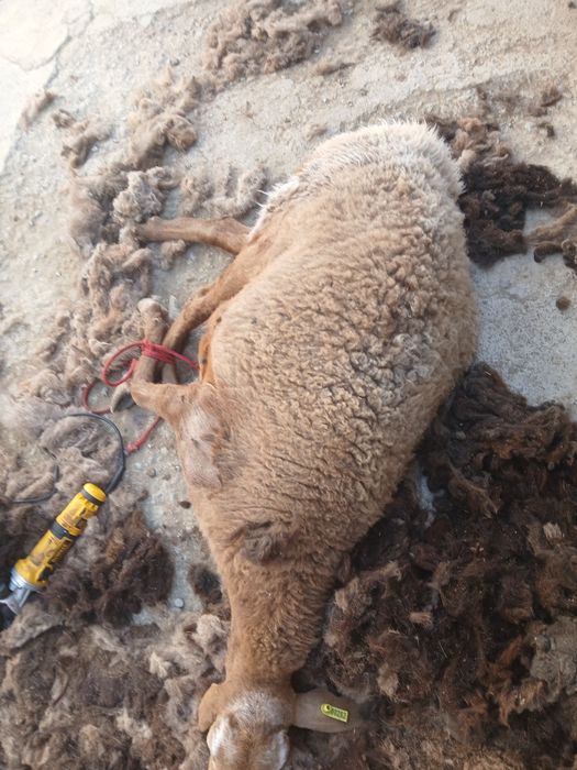 Quy zuni olish xizmati bor