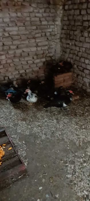 Rațe mute de vânzare