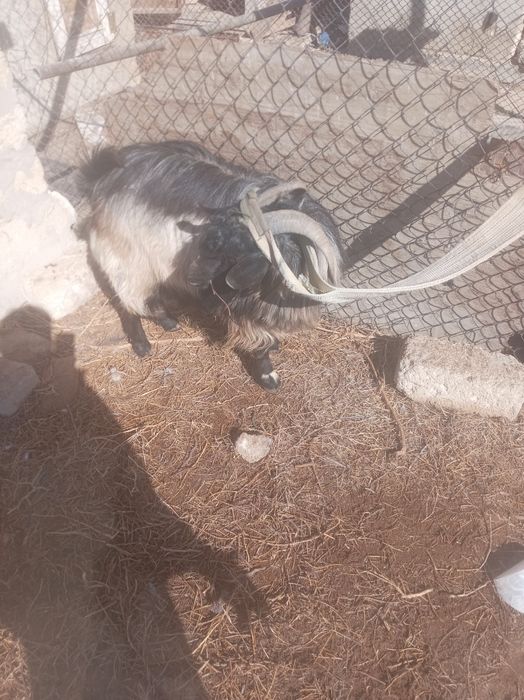 пеигмен амереканцая порода