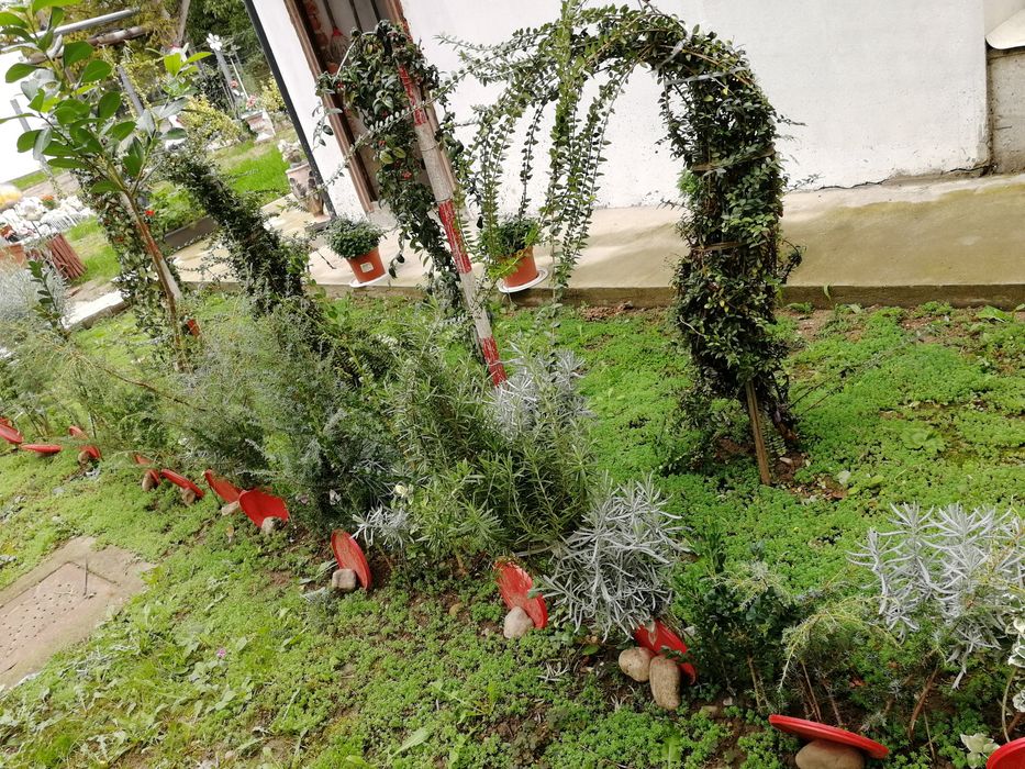 Plante ornamentale de grădină, verzi tot anul: lavandă, euonymus, yuca