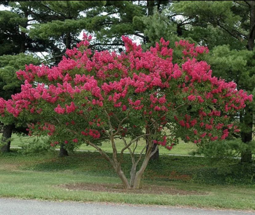 Lagerstroemia indica  ( liliac indian )
