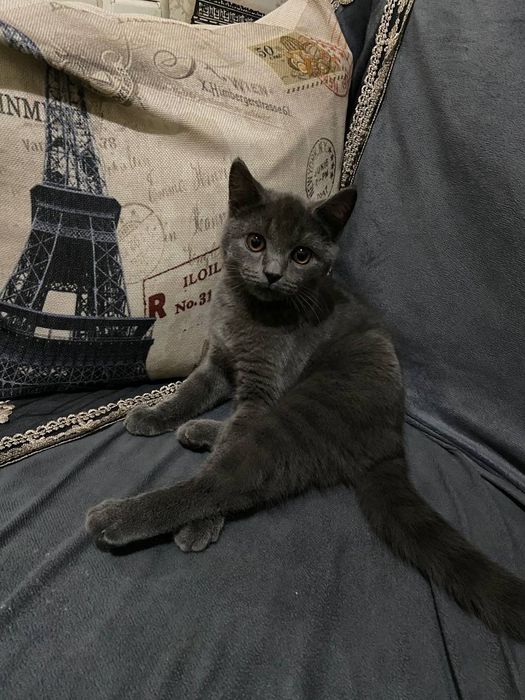 Котенок скоттиш страйт