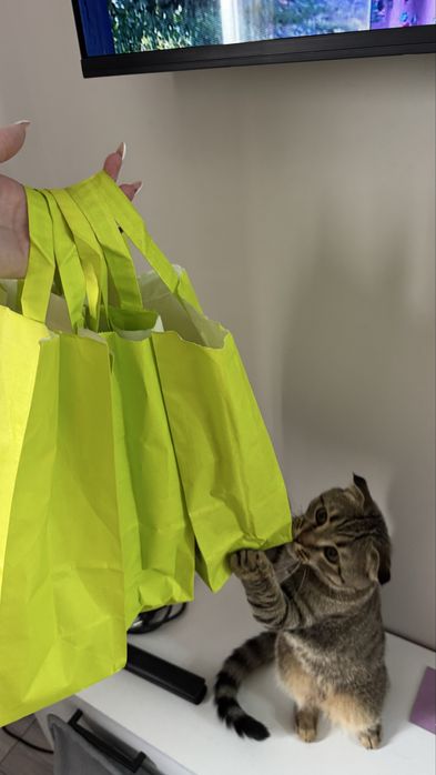 Пропал кот не пройдите  мимо