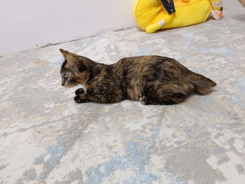 Котята бесплатно