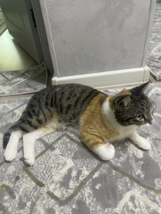 Отдам даром кошку