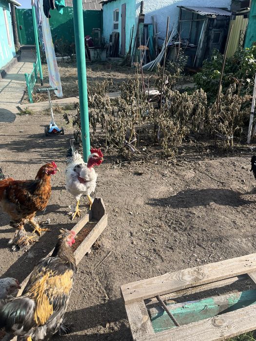 Продам  петухов