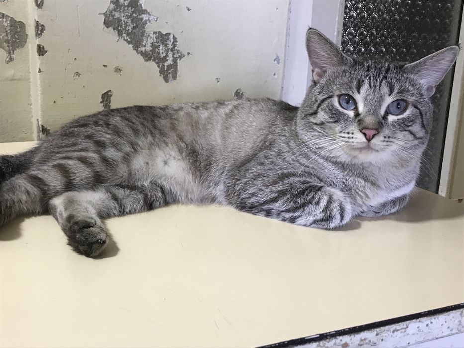 Полосатые кошки