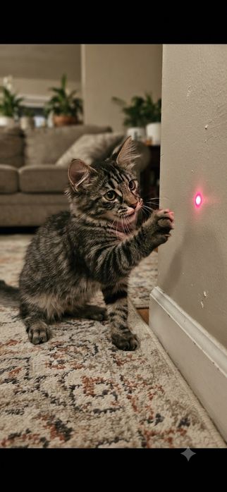 Котята бесплатно