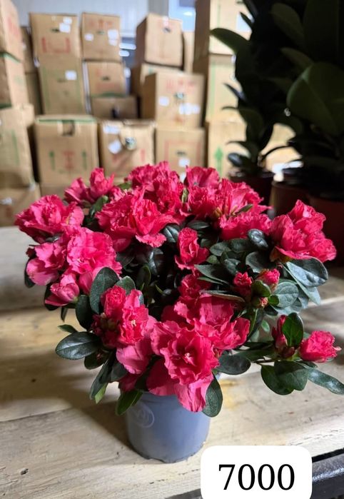 Комнатные цветы Азалия