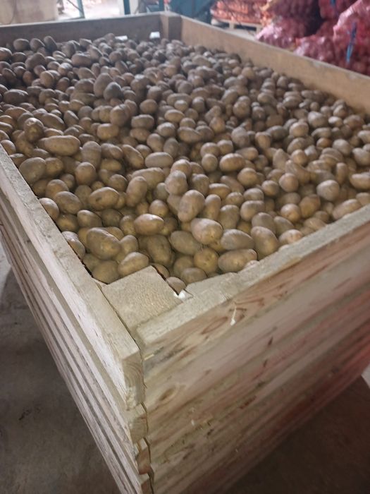 Cartofi sămânță și animale