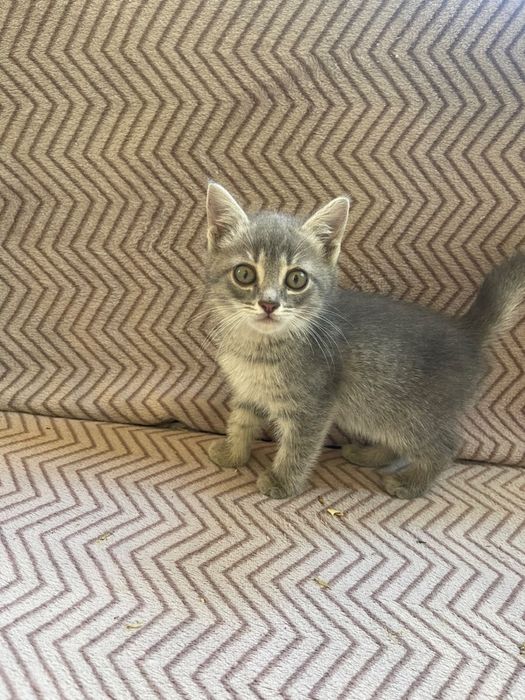 Отдам котят в добрые руки