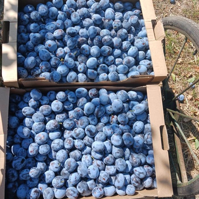 Vând prune pentru pălincă și GEM livram oriunde în țară pentru relații sunați la Nr de telefon 0727690256