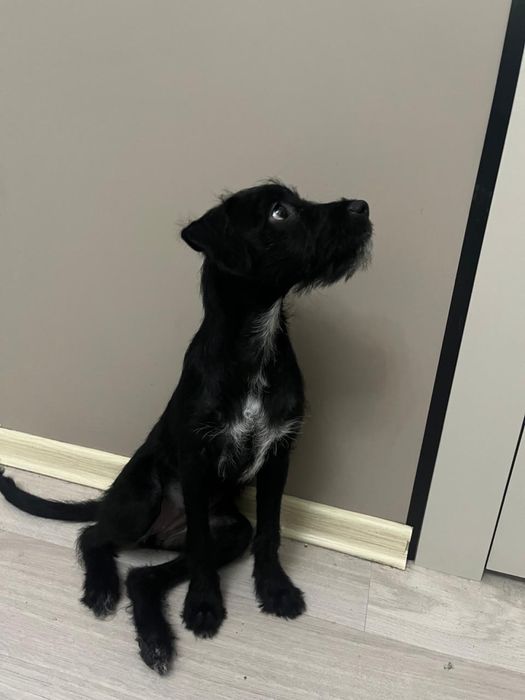 Одадим в хорошие руки красивую девачку