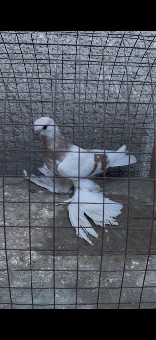 Голуби на гребле
