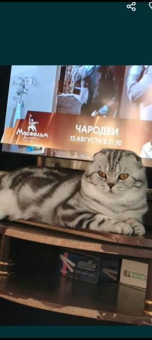 Продам прямоухие шотладцы с документами.