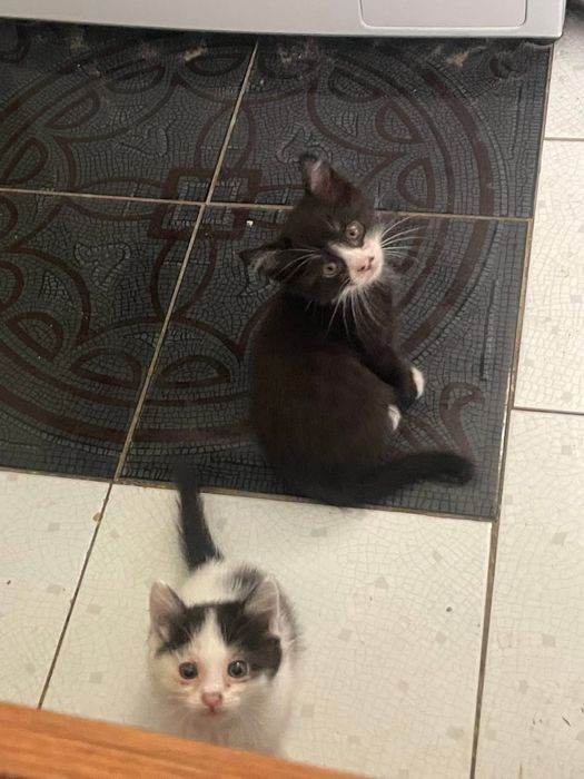 Отдам котят в хорошие руки бесплатно