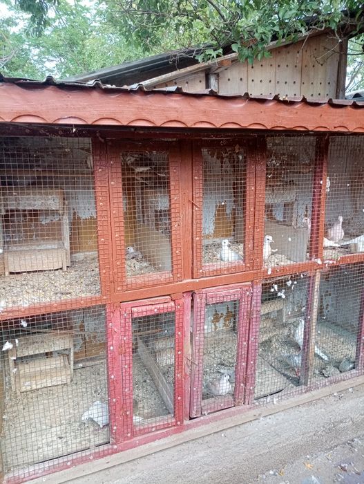 Turturele rozătoare de vînzare