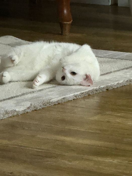 Белая кошка бразильская