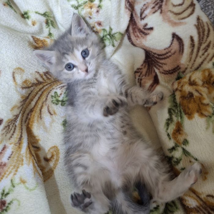 Продам котёнка девочку 1 месяц.