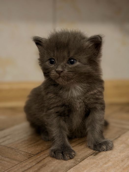 котенок мальчик в добрые руки