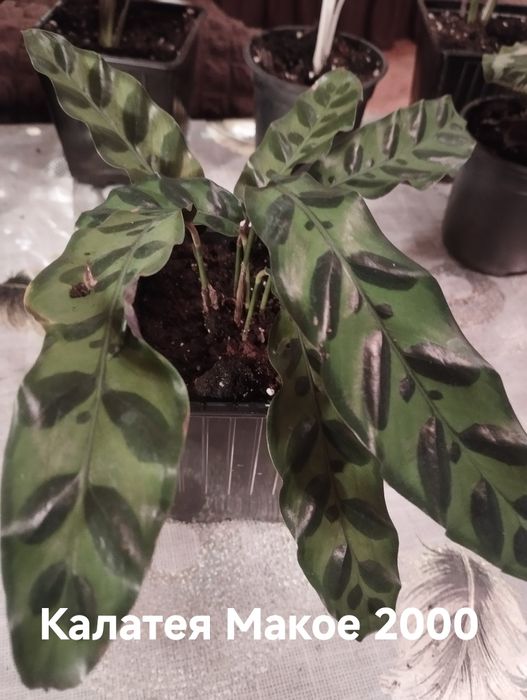 Продам комнатные растения