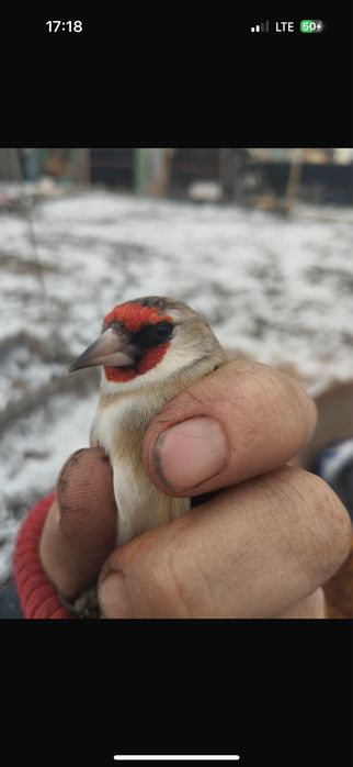 Продам сибяриков щеглов