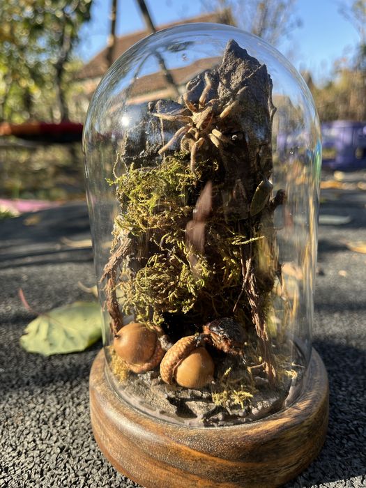 Insectar insecte bijuterie cadou