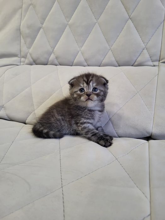 Шотландские Нежные Плюшки .