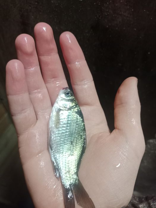 Продам живца карасика.