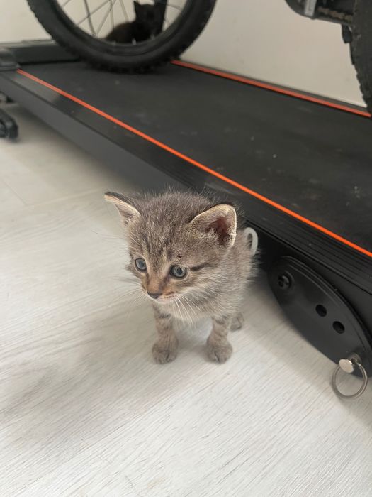 Отдам котят в добрые руки
