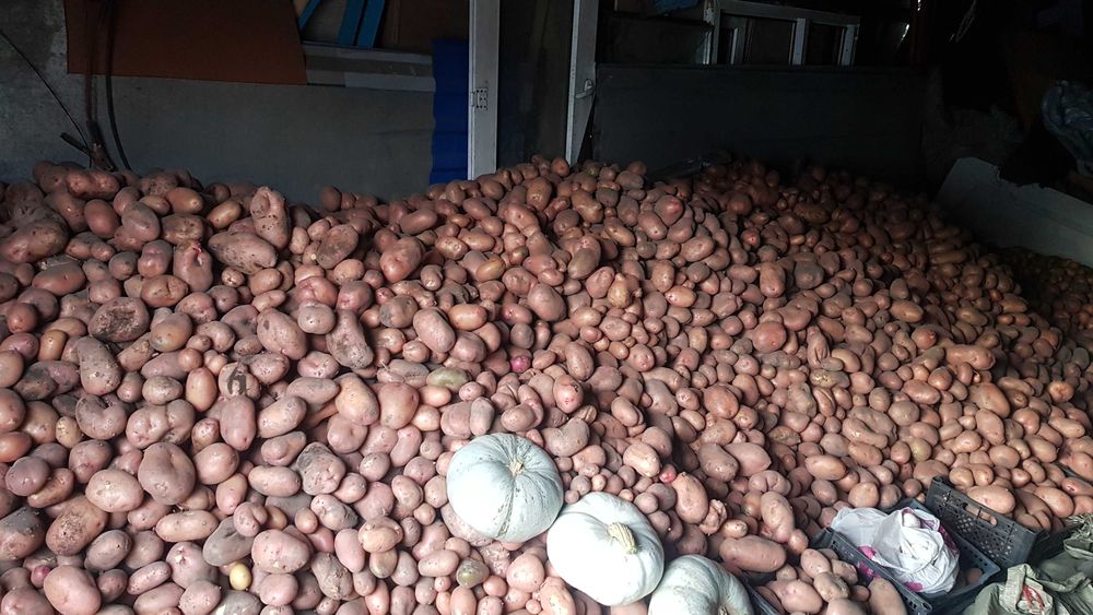 Домашний картофель