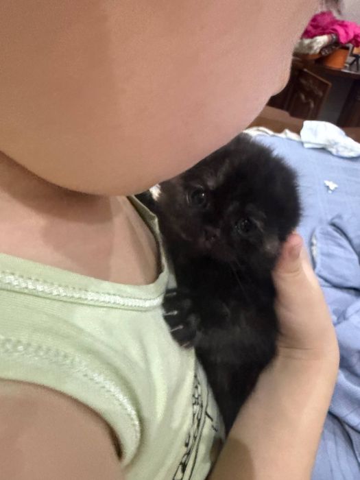 Вислоухие котята!!! БРИТАНЦЫ